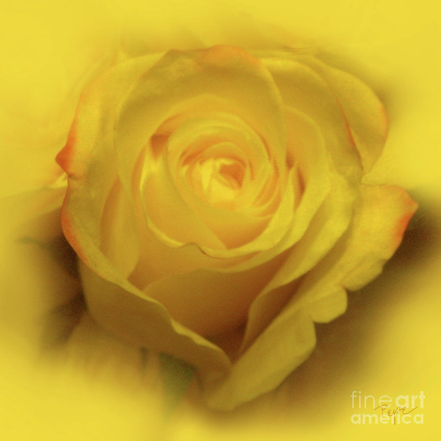 Flower Photograph - Golden Rose by Victoria Pepe -- LuminSonics