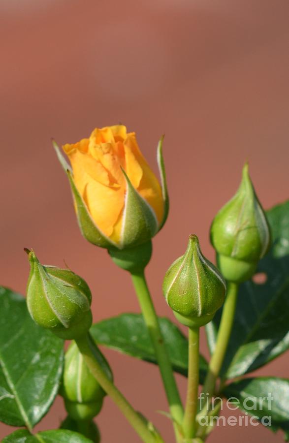 Golden Rosebud Photograph by Maria Urso