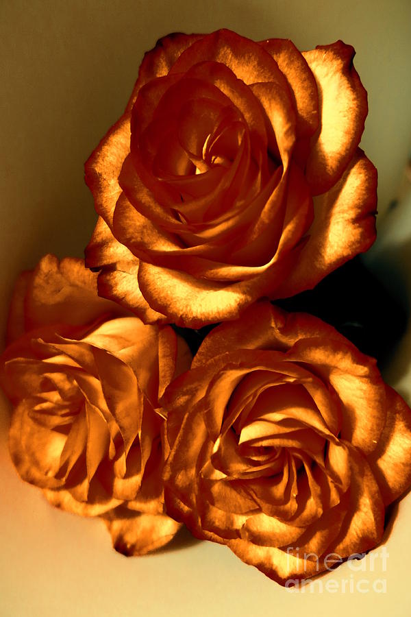Golden Roses 3 Photograph by Tara Shalton