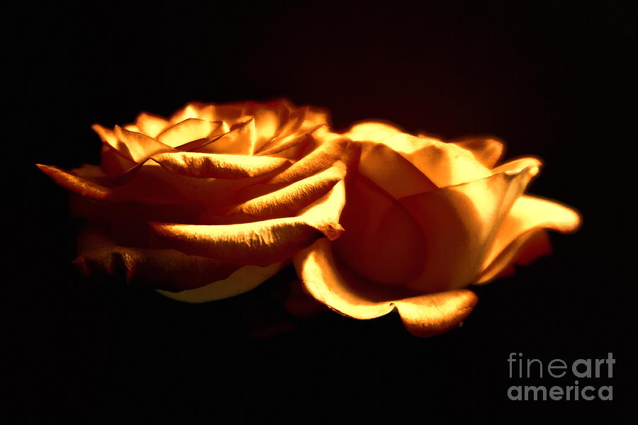 Flower Photograph - Golden Roses 5 by Tara Shalton
