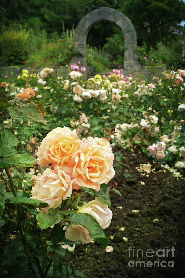 Golden Roses in the Garden Photograph by Maria Janicki