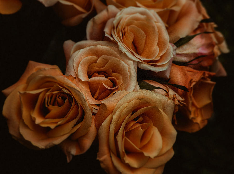 Rose Photograph - Golden Roses by Kimber Lee