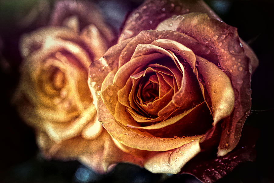 Golden Roses Digital Art by Lilia S