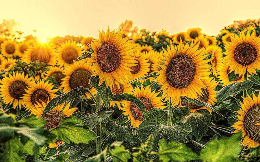 Golden Row of Sunflowers Photograph by Karen McKenzie McAdoo