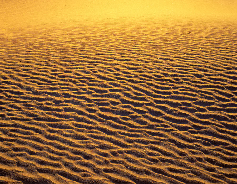 Golden sand Photograph by Johan Elzenga