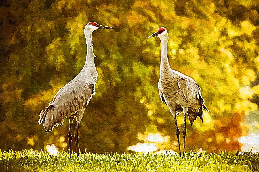 Bird Digital Art - Golden Sandhill Cranes by Paul Bartoszek