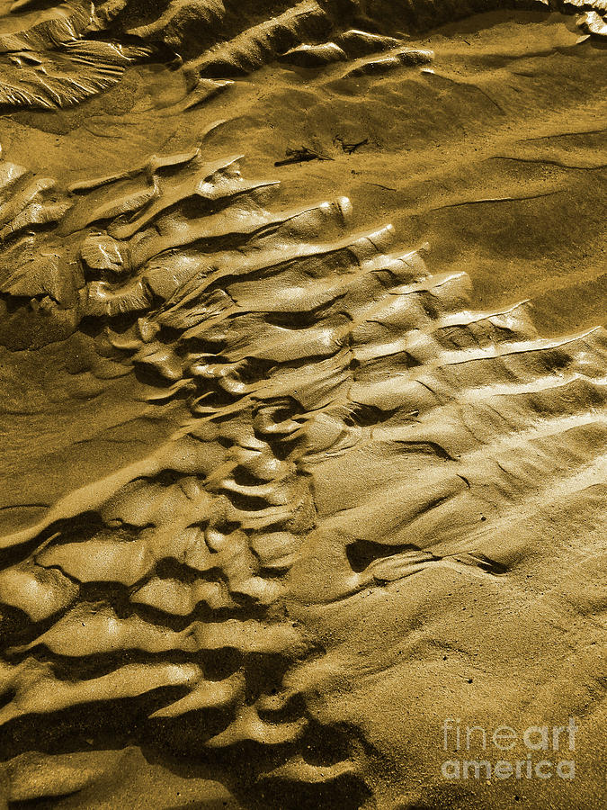 Golden Sands Photograph by Nicholas Burningham