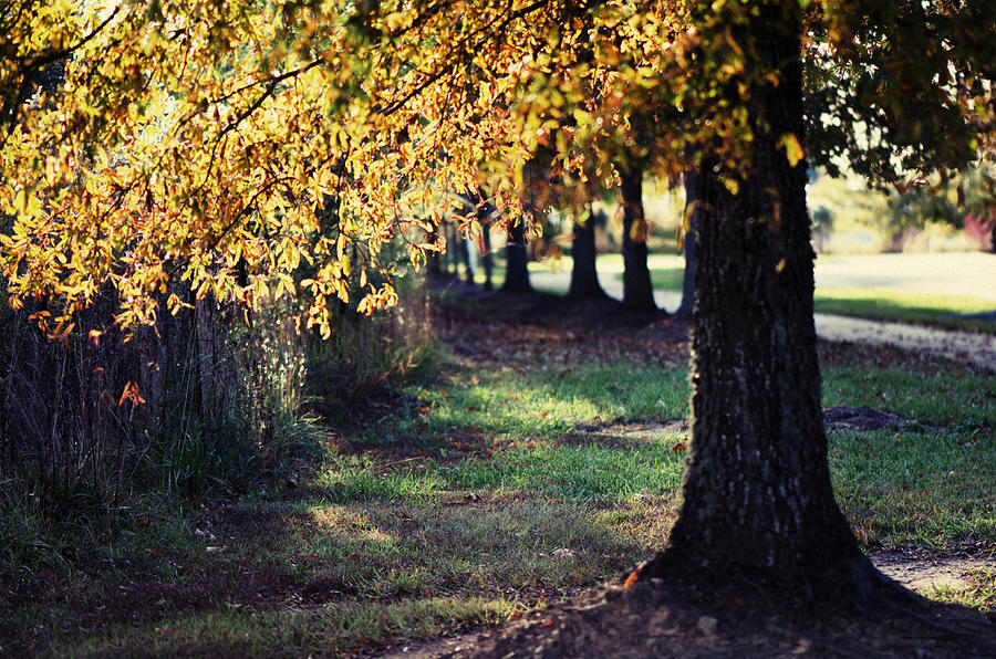 Fall Photograph - Golden by Sarah Coppola