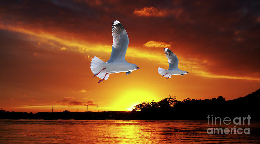Golden seagull Ocean Sunset. Original exclusive photo art. Photograph by Geoff Childs