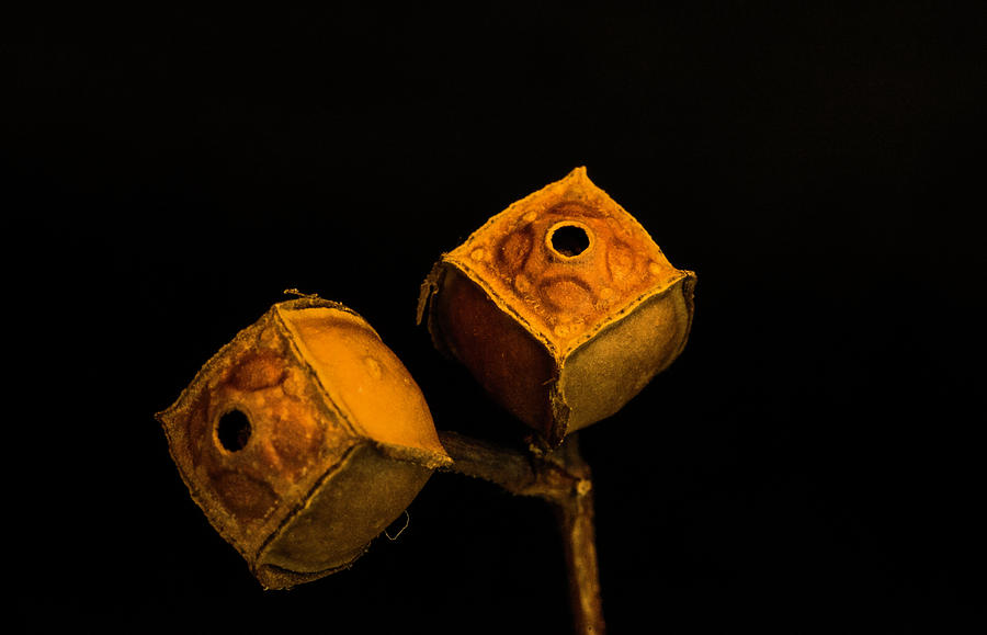 Golden Seed Capsules Pair Photograph by Douglas Barnett