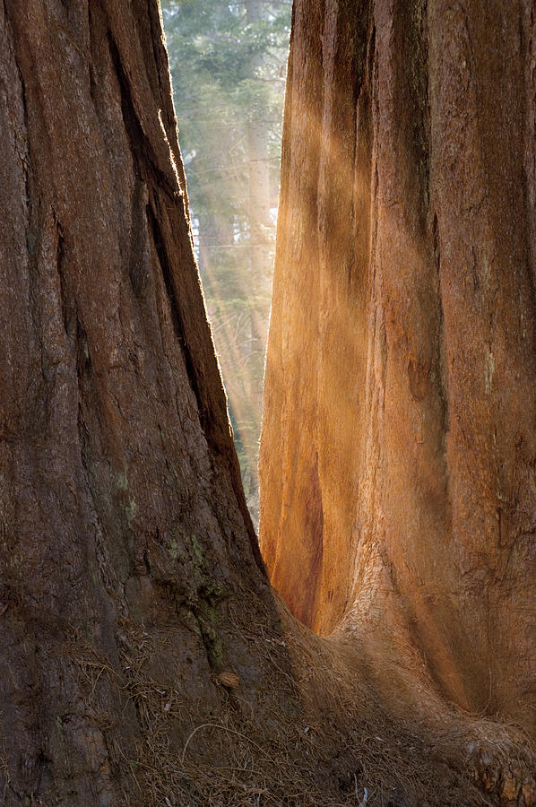 Tree Photograph - Golden Sequoia by Sandra Bronstein