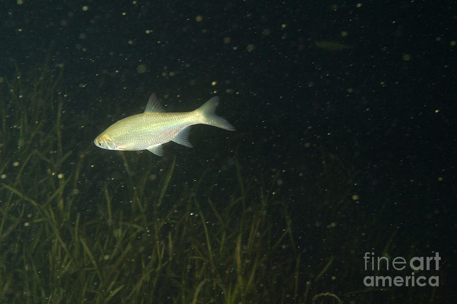 Golden Shiner Photograph by Ted Kinsman - Fine Art America