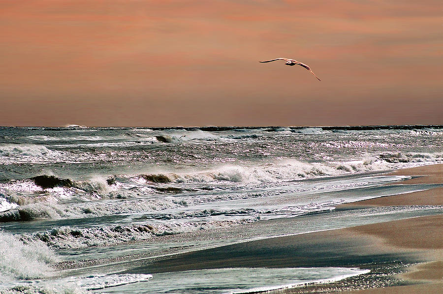 Golden Shore Photograph by Steve Karol