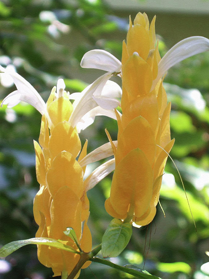 Golden Shrimp Plant Flowers Photograph