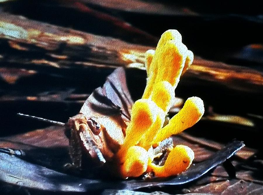 Nature Photograph - Golden Shrooms by Maria Urso