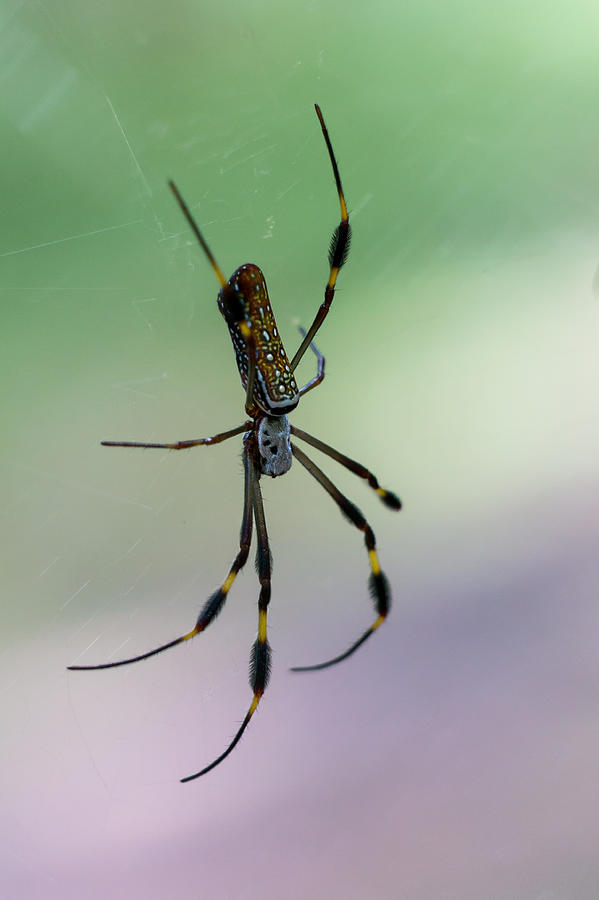 Golden Silk Orb Weaver Photograph by Matthew T Ross - Pixels