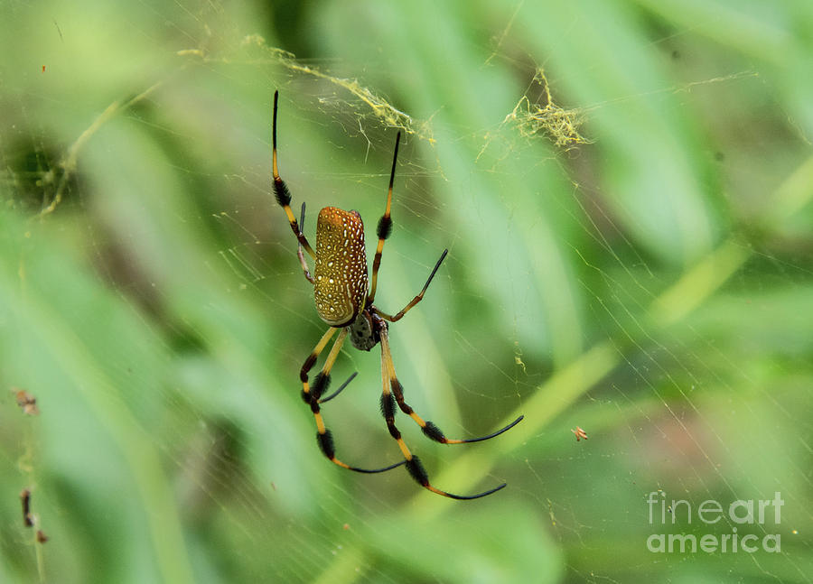Golden SIlk Orb-Weaver Spider Photograph by John Greco