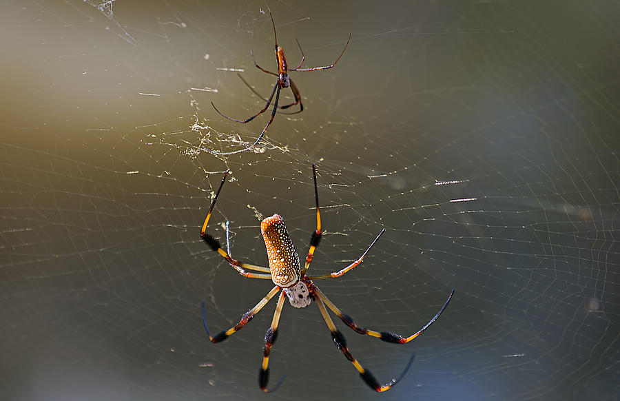 Golden Silk Spider Couple Photograph by Kenneth Albin
