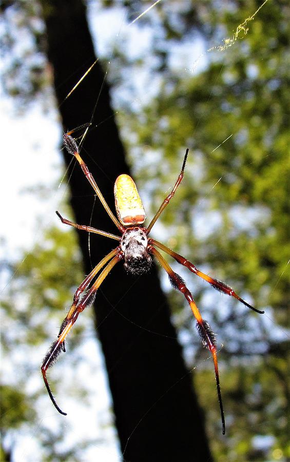 Golden Silk Spider Photograph by Joshua Bales