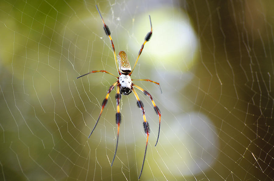 Golden Silk Spider Photograph by Kenneth Albin