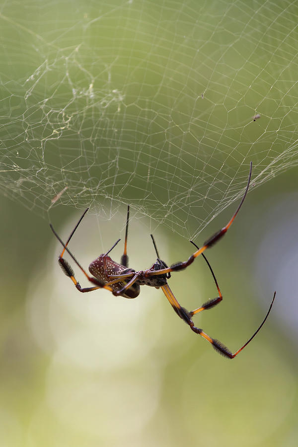 Golden-silk Spider Photograph