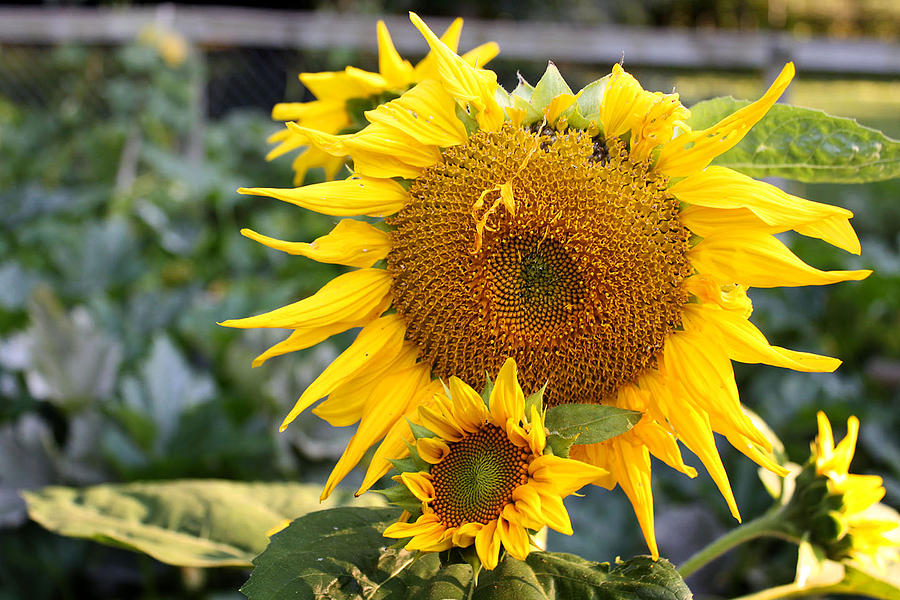 Sunflower Photograph - Golden Smile by Mark  France