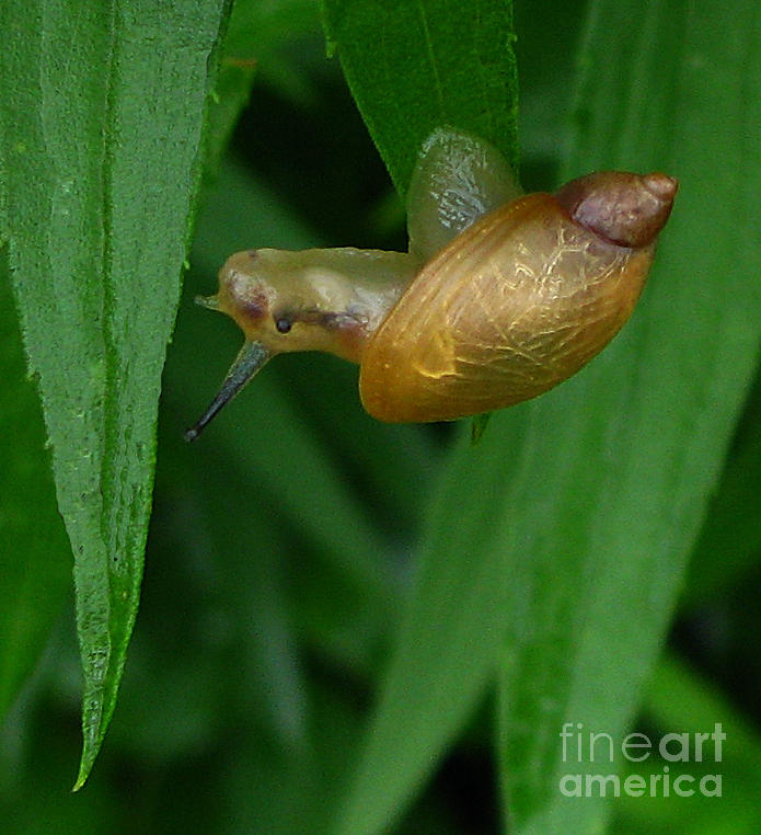 Golden Snail Photograph by Deborah Johnson