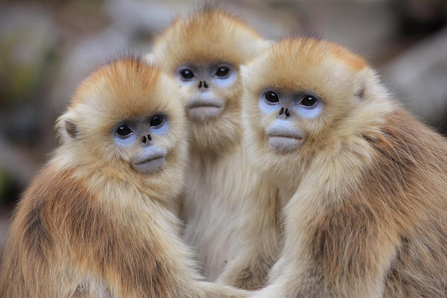 Golden Snub-nosed Monkey Rhinopithecus Photograph by Cyril Ruoso