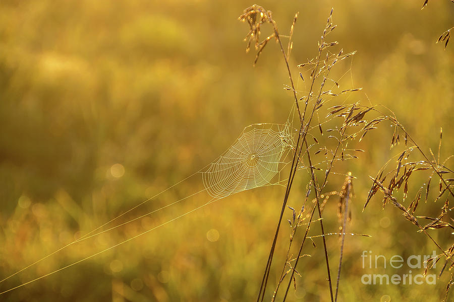 Golden Spider Web Photograph by Cheryl Baxter