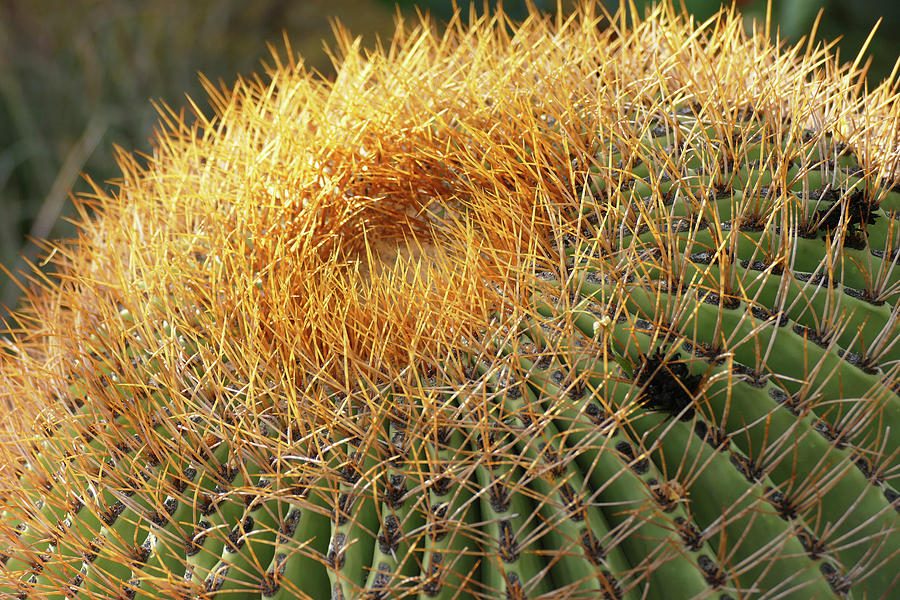 Nature Photograph - Golden Spines by Laurel Powell