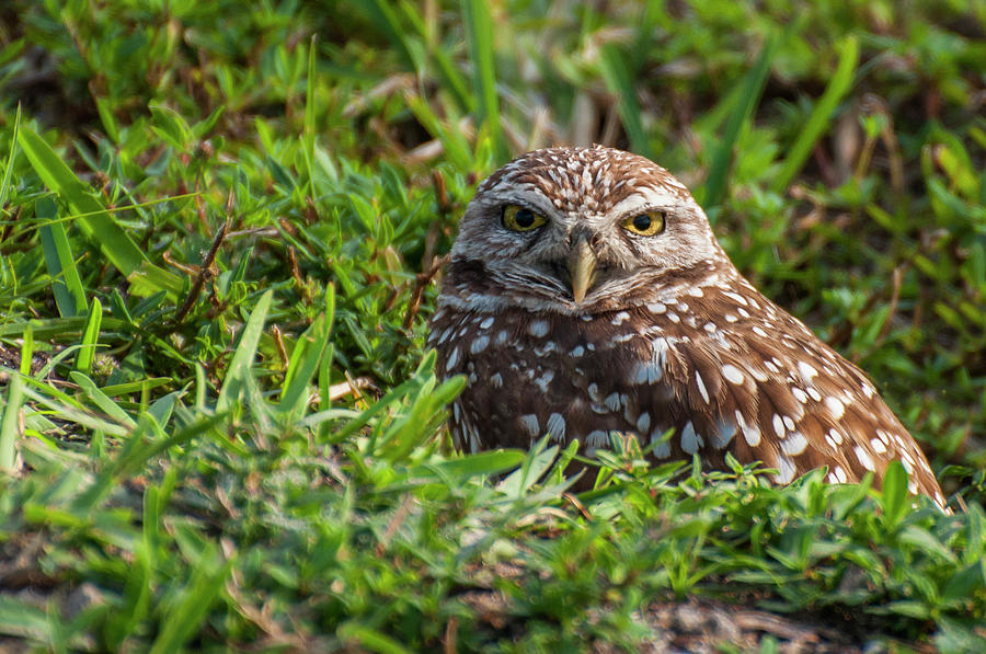 Golden Stare Photograph by Ginger Stein