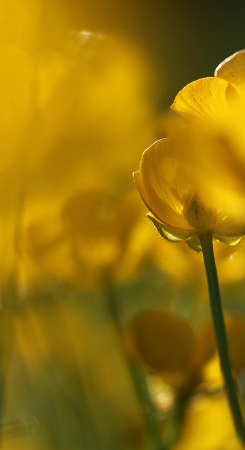Spring Photograph - Golden Summer Buttercup 1 by Mo Barton