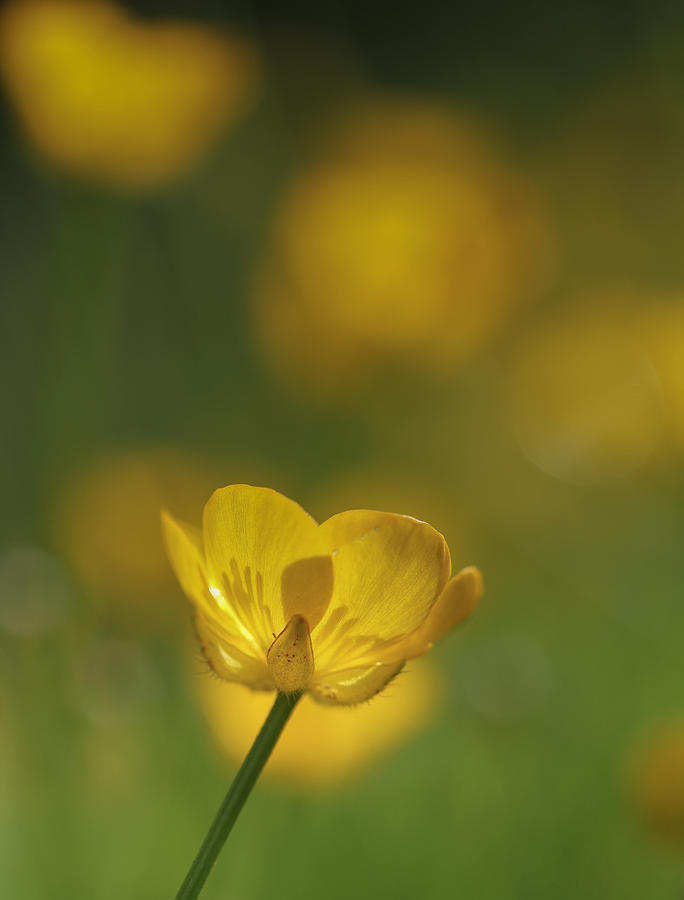 Spring Photograph - Golden Summer Buttercup 2 by Mo Barton