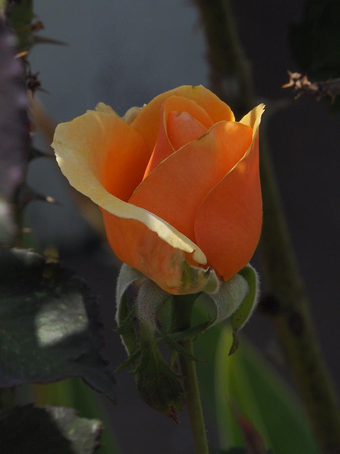  Golden Summer Rose 1 Photograph by Richard Thomas