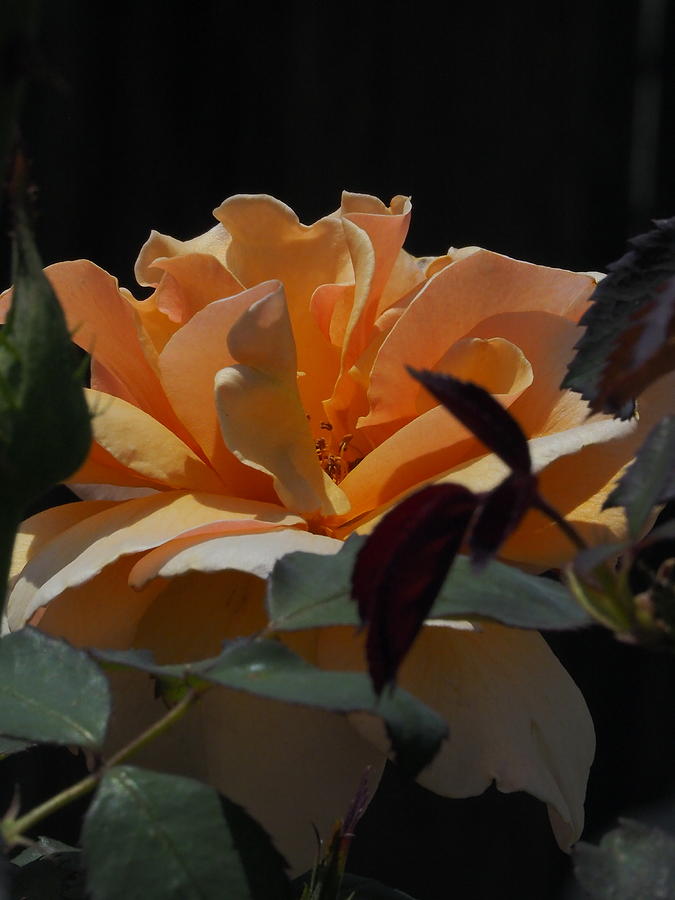 Golden Summer Rose 2 Photograph by Richard Thomas