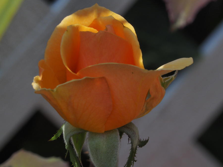 Golden Summer Rose 3 Photograph by Richard Thomas