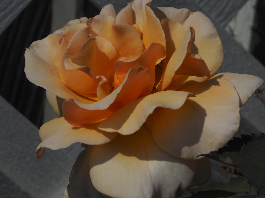 Golden Summer Rose 4 Photograph by Richard Thomas