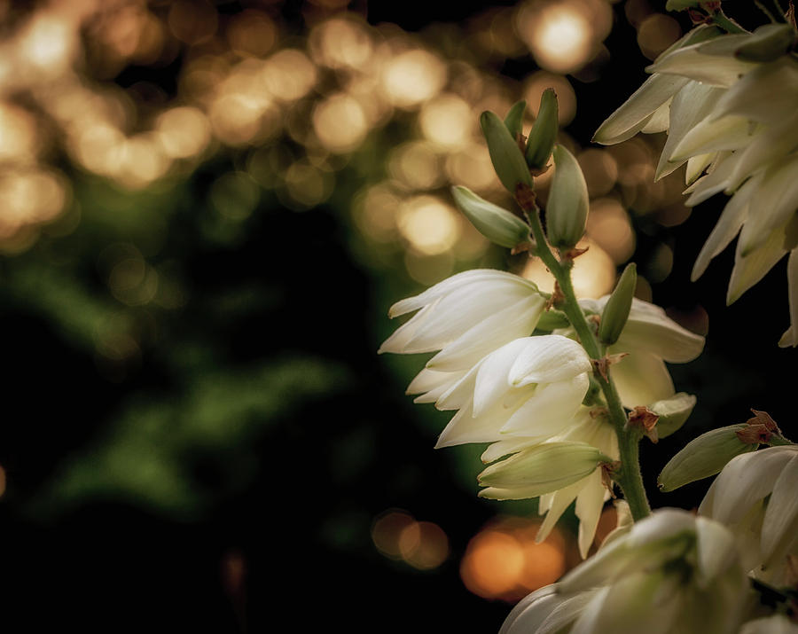 Flower Photograph - Golden Sun Behind Soft White Flower by Shawn Einerson