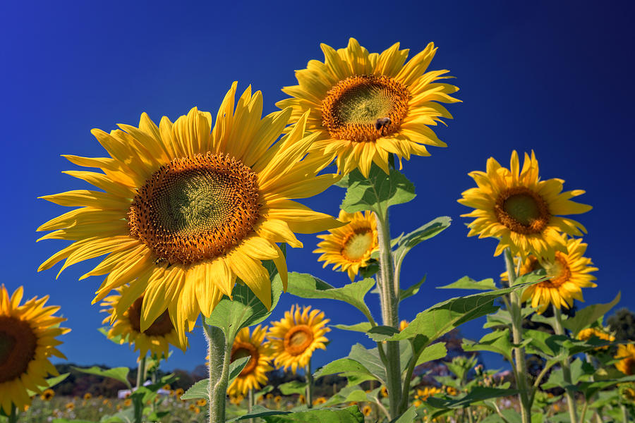 Sunflower Photograph - Golden Sun by Rick Berk