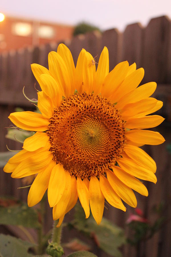 Sunflower Photograph - Golden Sunflower closeup by Sheri Simmons