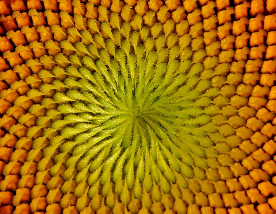 Golden Sunflower Eye Photograph by Chris Berry