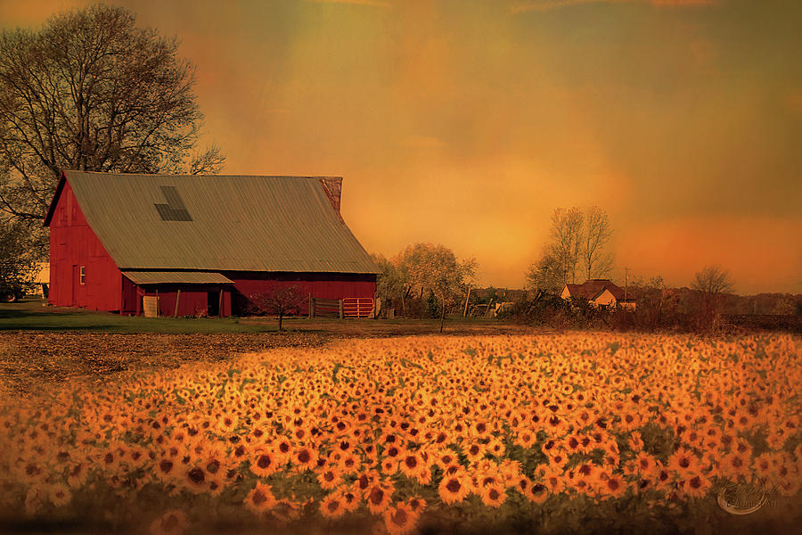 Golden Sunflower Harvest Photograph