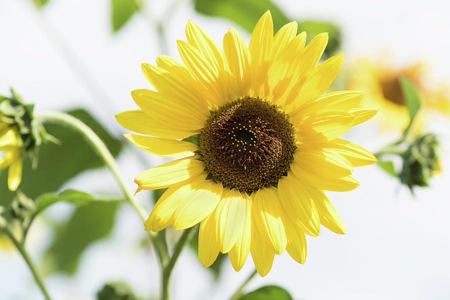 Sunflower Photograph - Golden Sunflower by Jack Milton