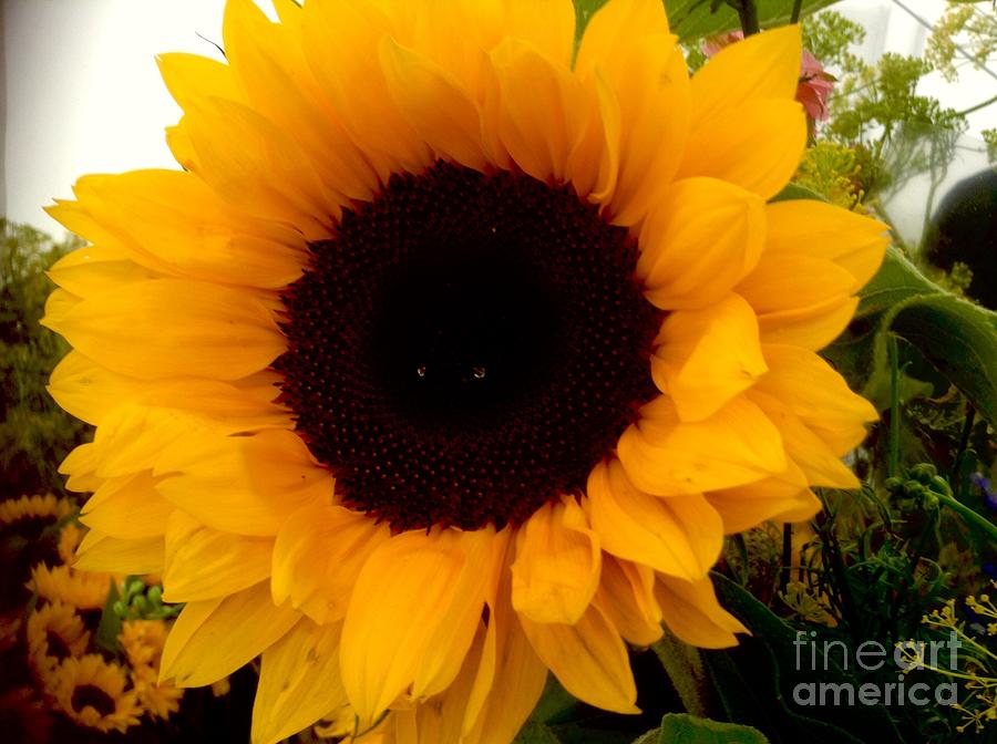 Golden Sunflower  Photograph by Joan-Violet Stretch