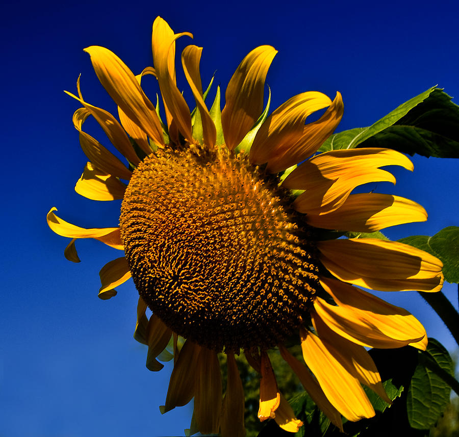 Golden Sunflower Photograph by Kathleen Stephens