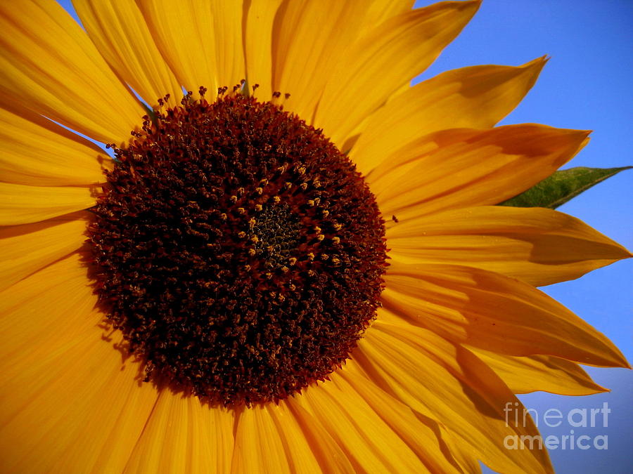 Golden Sunflower Photograph by Larry Bacon