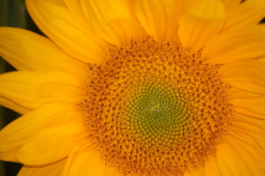 Golden Sunflower Photograph by Liz Vernand