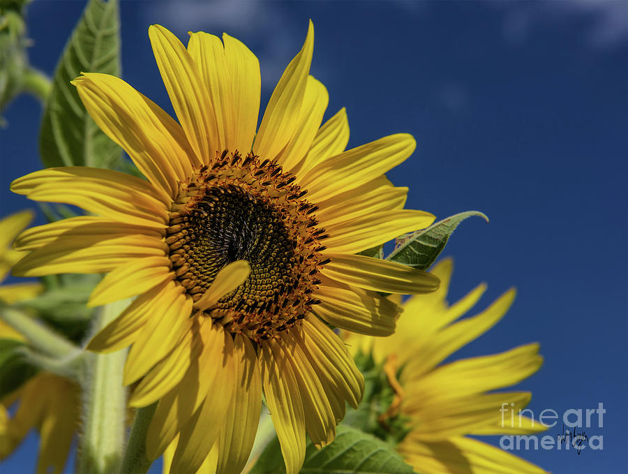Golden Sunflower Photograph by Lois Bryan