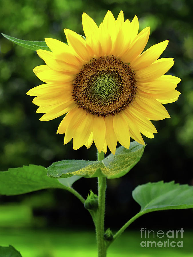 Golden Sunflower Photograph by Mark Miller