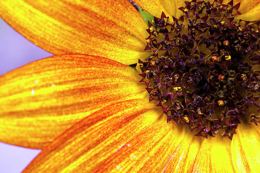 Golden Sunflower Petals Photograph by Sean Davey